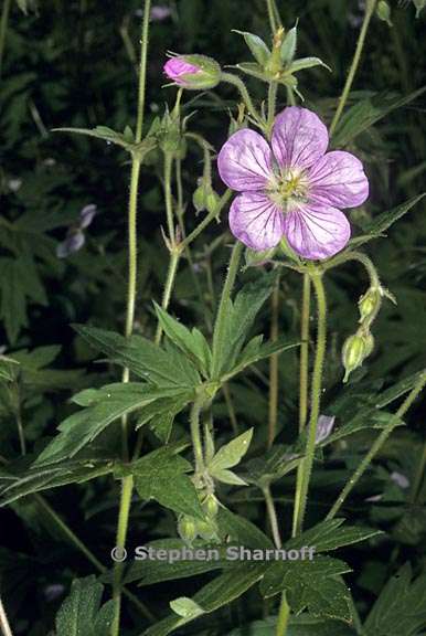 geranium richardsonii 2 graphic